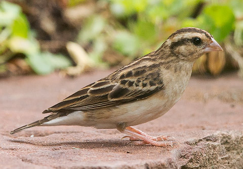 Village Indigobird female
